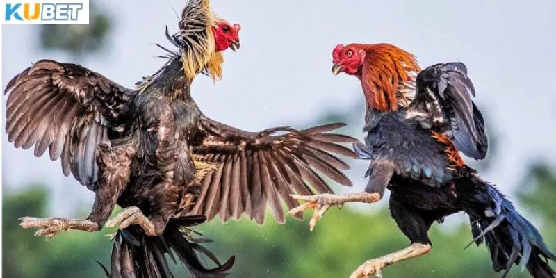 Lý do nên tham gia nên tham gia chợ tốt gà đá hậu giang