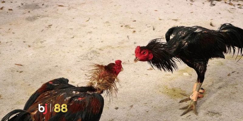 Các loại hình chọi BJ88 đá gà thú vị