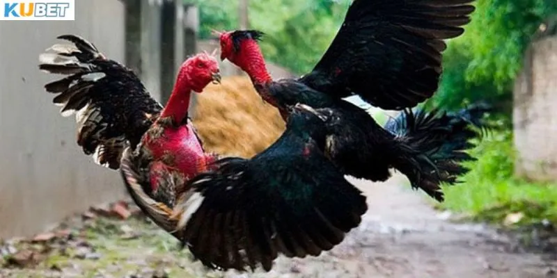 Luật chơi đá gà chọi quan trọng nhất