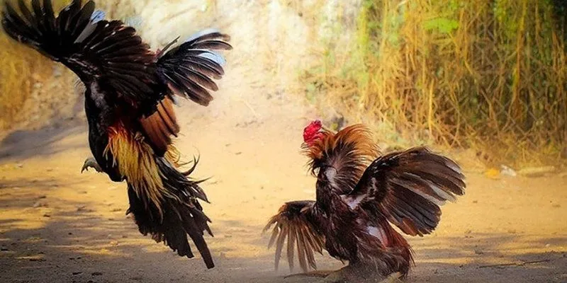 Mẹo cược đá gà hiệu quả từ cao thủ